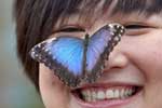 sensational butterflies at the Natural History Museum