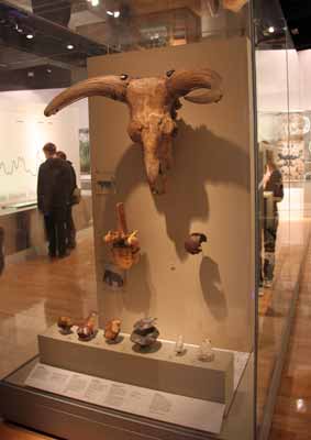 Auroch skull at the museum of london