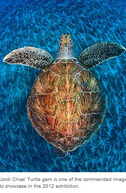 Environnement Wildlife Photographer of the Year at the Natural History Museum London