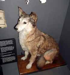 Edith Cavells Dog Imperial War Museum
