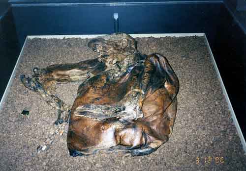 Lindow Man at the british Museum Picture by Skinnylawyer