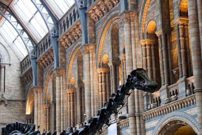 museum natural history main hall dinosaur