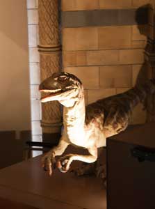 natural history museum london small dinosaur