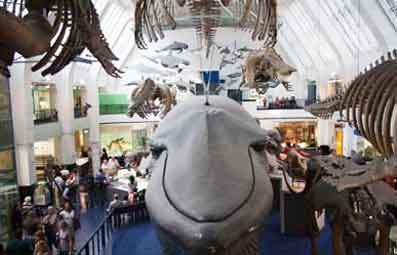 Blue Whale at the Natural History Museum London