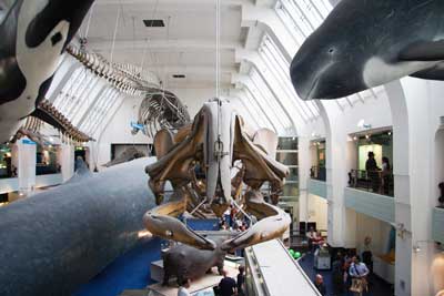 natural history museum Blue whale skeleton