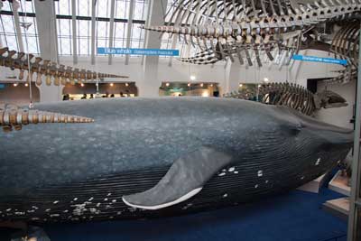 natural history museum blue whale