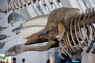 natural history museum whale skull